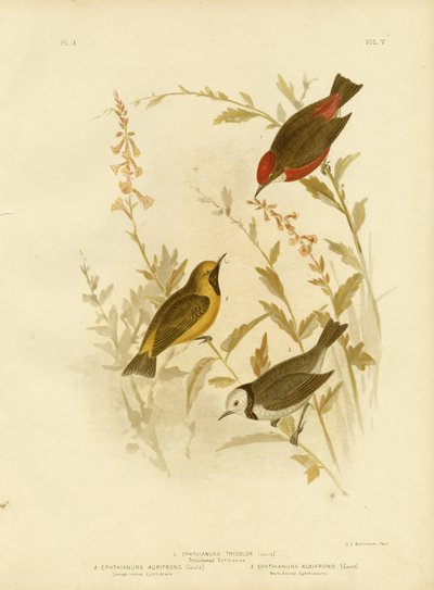 Ephthianura tricolore, 1891 - Gracius Broinowski