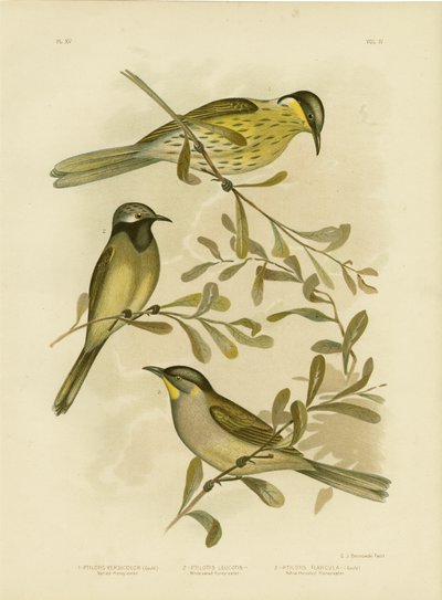 Méliphage varié, 1891 - Gracius Broinowski