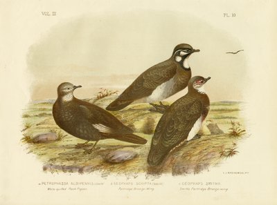 Pigeon des rochers à plumes blanches, 1891 - Gracius Broinowski
