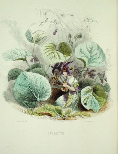 La violette, de 