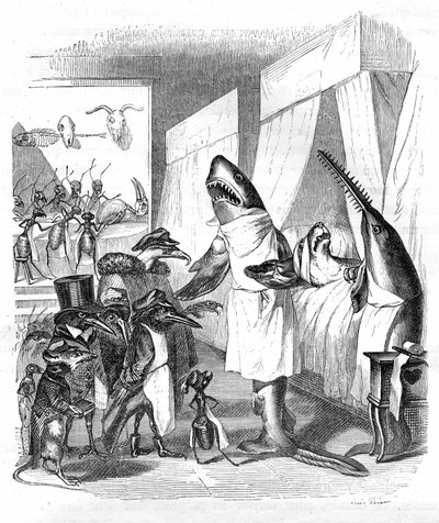 Caricature : Poissons - médecins : Gravure de Grandville, du livre "Vie privée et publique des animaux (Les animaux peints par eux-mêmes)", édition Hetzel 1867 p. 551 - Un requin et une scie (poisson-scie) au chevet d