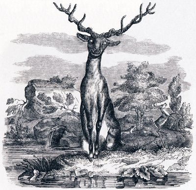 Le cerf se voyant dans l
