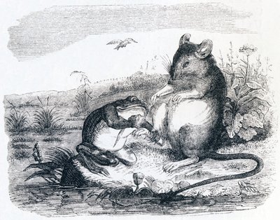 La grenouille et le rat - Fables de La Fontaine - Grandville