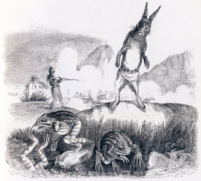 Le lièvre et les grenouilles - Fables de La Fontaine - Grandville