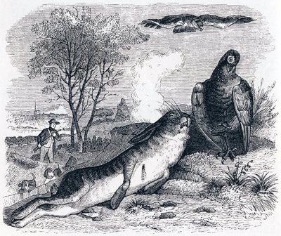 Le lièvre et la perdrix - Fables de La Fontaine - Grandville