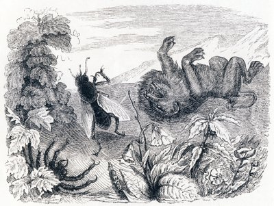Le lion et le moucheron - Fables de La Fontaine - Grandville