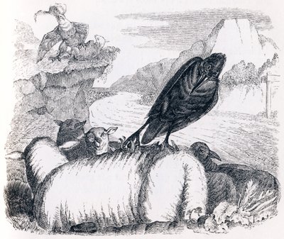 Le corbeau voulant imiter l