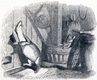 La belette entrée dans un grenier - Fables de La Fontaine - Grandville