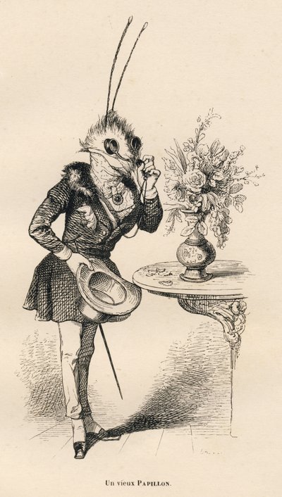 Un vieux papillon regardant l