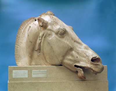 Tête de l