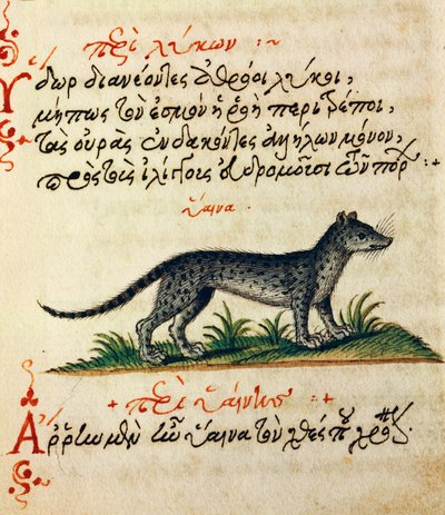 Traité sur la Hyène, texte et miniature de De animalium natura et proprietate libellus, par Aelianus - Greek School