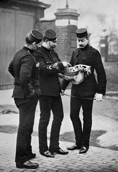 Démonstration vétérinaire, 1st Life Guards, 1896 - Gregory and Co