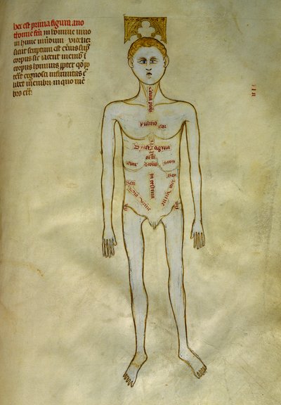 Anatomie et planches chirurgicales : localisation des organes masculins - Guido da Vigevano da Pavia