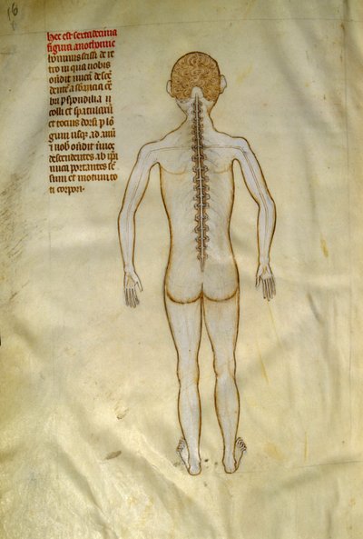 Anatomie et planches chirurgicales : moelle épinière (dans les vertèbres de la colonne vertébrale). Dans « Liber notabilium Philippi septimi francorum regis, a libris Galieni extratus » par Gui de Pavia vers 1345. Chantilly, Musée Condé - Guido da Vigevano da Pavia