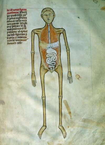 Médecine : planche anatomique et chirurgicale représentant un écorché - Guido da Vigevano da Pavia