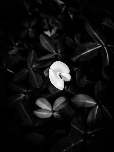 - Guilherme Pontes