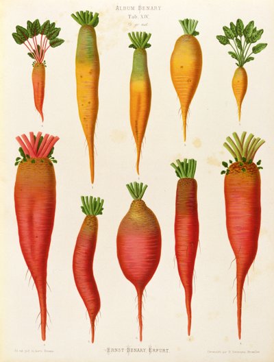 Carottes et navets : de l