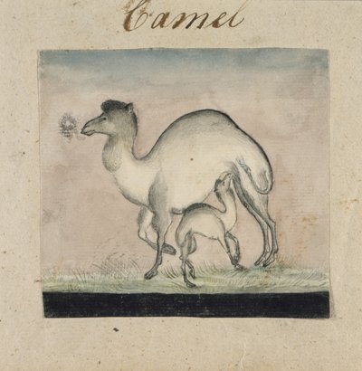 Chameau et son veau - Gungaram Tambat