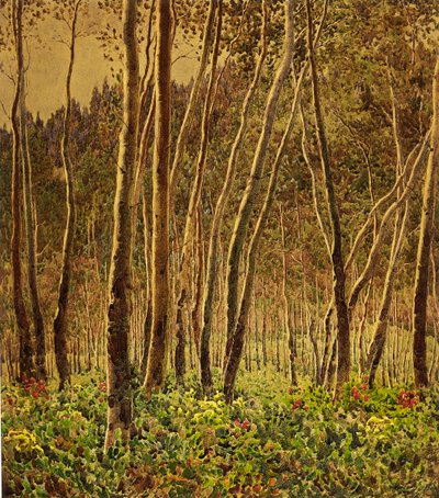 Bouleaux ensoleillés - Gunnar Widforss