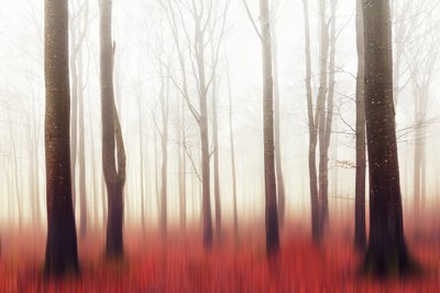 La forêt rouge onirique - Gustav Davidsson