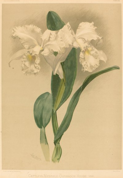Cattleya Mendelii Quorndon House Var. - Gustav Leutzsch after Henry George Moon
