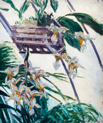 Orchidées, vers 1893 - Gustave Caillebotte