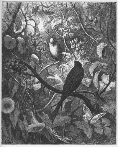 Philomèle et Progne - des "Fables" de Jean de La Fontaine - Gustave Dore