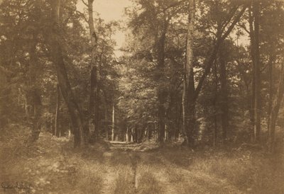Bas-Bréau, Forêt de Fontainebleau - Gustave Le Gray
