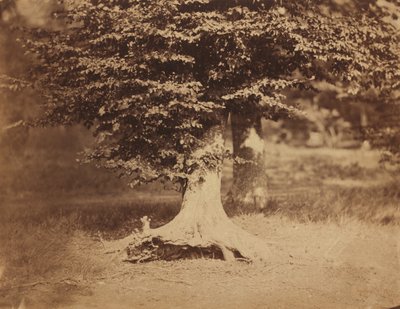 Hêtre, forêt de Fontainebleau, vers 1856 - Gustave Le Gray