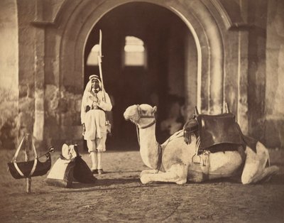 Chameau couché, vers 1866 - Gustave Le Gray