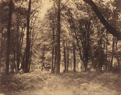 Scène de forêt - Gustave Le Gray