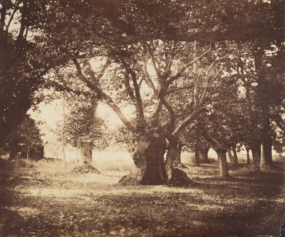 Chêne creux, Fontainebleau, 1855-57 - Gustave Le Gray