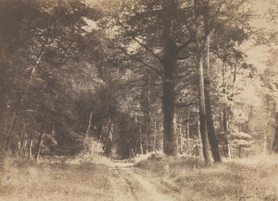 Sentier dans la forêt de Fontainebleau - Gustave Le Gray