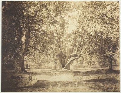 Arbre, forêt de Fontainebleau, vers 1856 - Gustave Le Gray