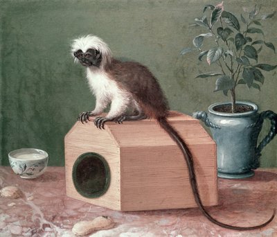 Le Singe favori de Carl Linnaeus (1707-78) - Gustavus Hesselius