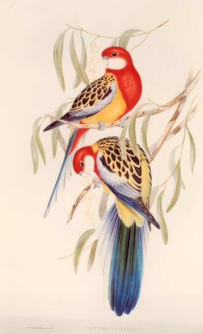 Perruche multicolore / Lithographie en couleur de J. Gould - H.C. Richter