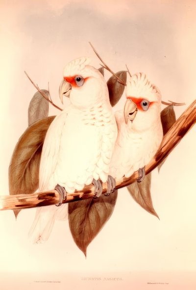 Licmetis Nasicus - H.C. Richter