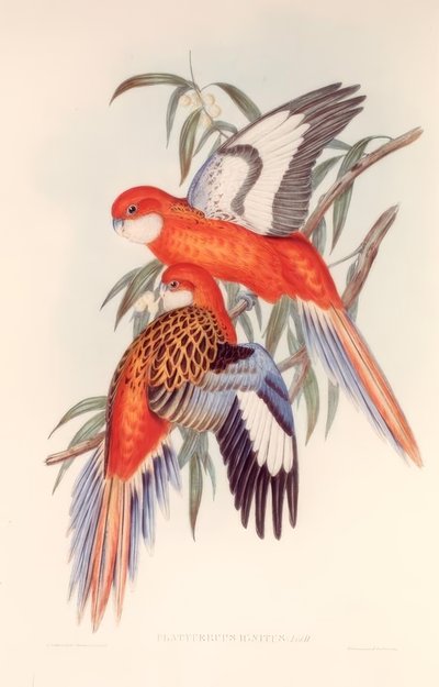 PLATYCERUS IGNITUS - H.C. Richter