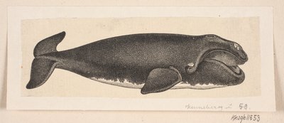 Une baleine - H. C. Henneberg