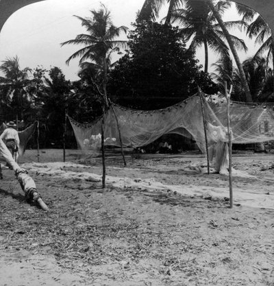 Pêcheurs séchant leurs filets sur la plage, Basseterre, Saint-Christophe, Antilles - H. C. White
