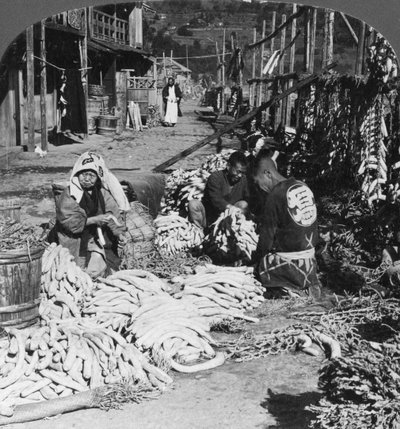 Tri et emballage de radis daikon japonais sur le front de mer, Atami, Japon, 1906 - H. C. White