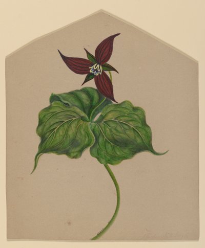 Fleur rouge de Bourgogne - H. Lynde