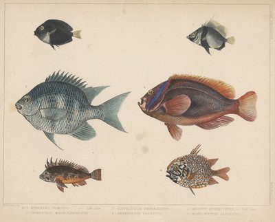 1. Etroplus Fumosus, 2. Heniochus Macrolepidotus, 3. Glyphisodon Smaragdinus, 4. Amphiprion Frenatus, 5. Apistus Rubrippinis, 6. Monocentris Japonicus - H. Patterson