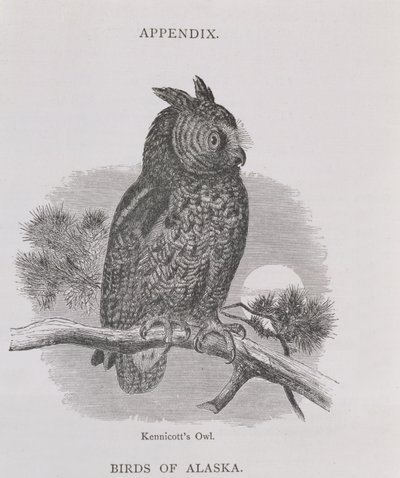 Chouette de Kennicott, de Alaska and its Resources, par William H. Dall, gravée par H. H. Nicholls, pub. 1870 - H. W., Elliot