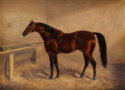 Wenlock : Un cheval de course bai, dans un box, c.1881-1903 - H. Whittaker Reville