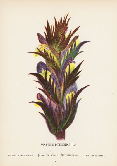 Fleurs sauvages de la Terre Sainte : Acanthus Dioscoridis ; Acanthe orientale - Hannah Zeller
