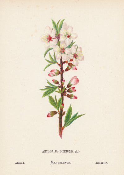 Fleurs sauvages de la Terre Sainte : Amygdalus Communis; Amandier - Hannah Zeller