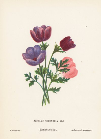 Fleurs sauvages de la Terre Sainte : Anemone Coronaria ; Anémones - Hannah Zeller