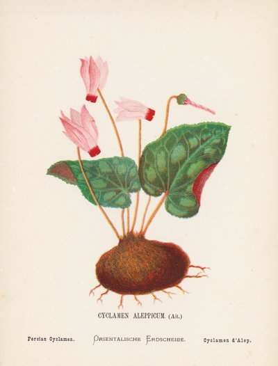 Fleurs sauvages de la Terre Sainte : Cyclamen Aleppicum, Ait ; Cyclamen persan - Hannah Zeller