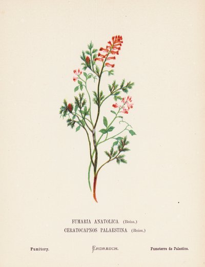 Fleurs sauvages de la Terre Sainte : Fumaria Anatolica, Boiss, Ceratocapnos Palaestina, Boiss; Fumeterre - Hannah Zeller
